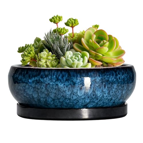 Succulent Pots (6 Inch / Blue)