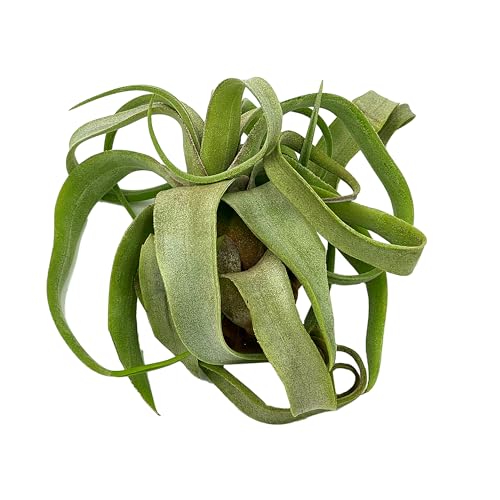 Live Air Plants (2 Pack / Large)