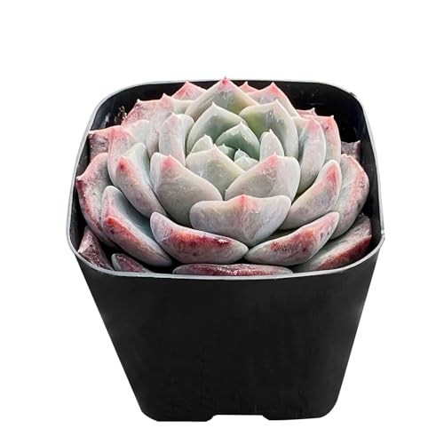 Echeveria Snow Fairy in 2" Pot (Echeveria Snow Fairy)