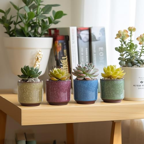 Mini Succulent Pots (12 Count)