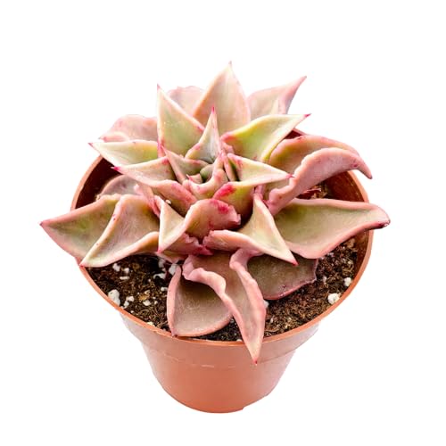 Echeveria Madiba (Echeveria Madiba)