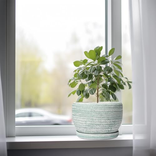 Ceramic Planters for Indoor Plants