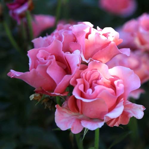 Heirloom Hybrid Tea Roses (Paris de Yves St. Laurent)