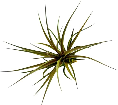Air Plants Flowering Tillandsia Stricta Large 5" (2 Count)