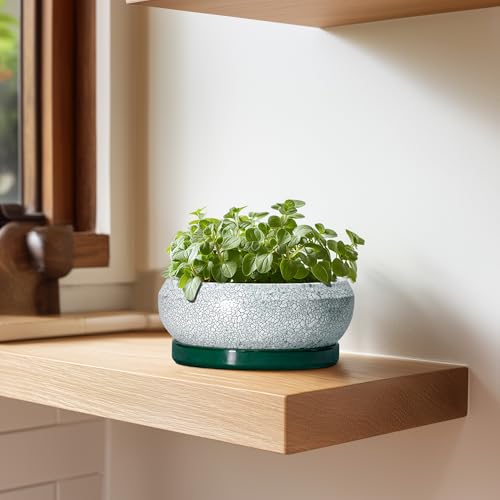 Succulent Pots (6 Inch / Blackish Green-white)