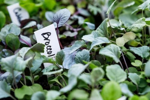 4 Inch Plastic Plant Labels for Seedlings
