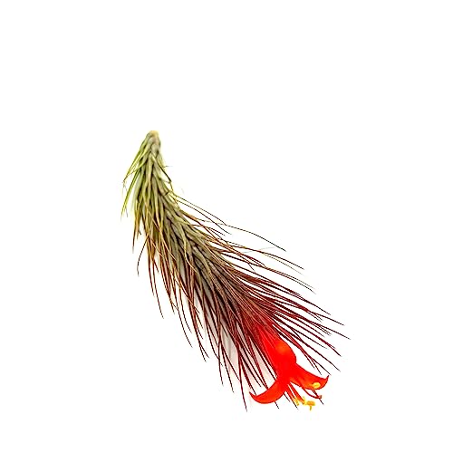 Air Plants Tillandsia Funckiana Hybrid (5 Count)