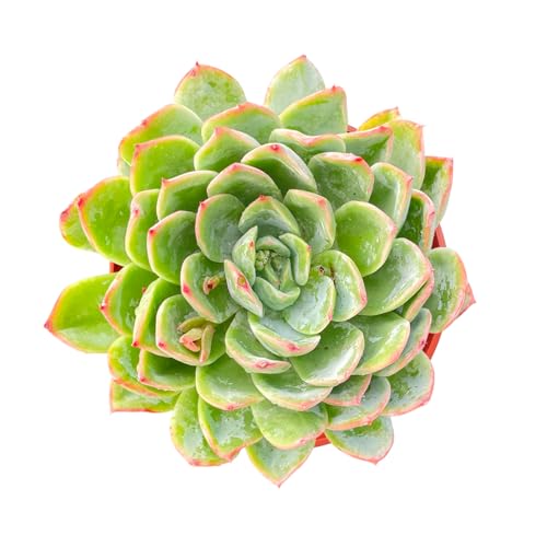 Echeveria 'Suryeon' (Echeveria 'Suryeon')