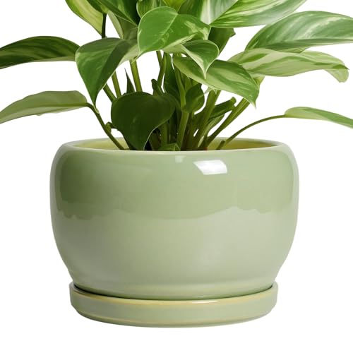 8 Inch Plant Pot