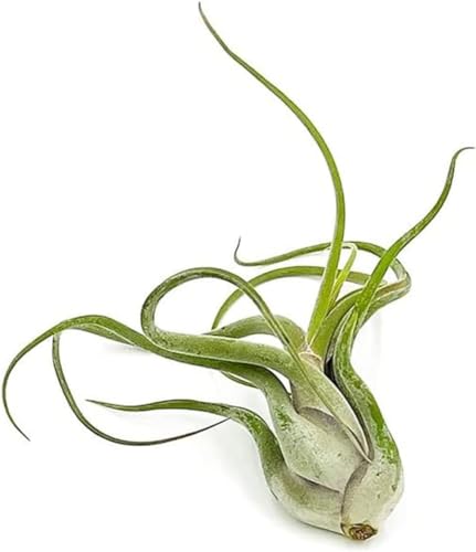 Air Plants Flowering Tillandsia Caput Medusae (3 Count)