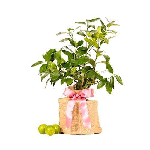 Mother's Day Live Persian Lime Tree Gift