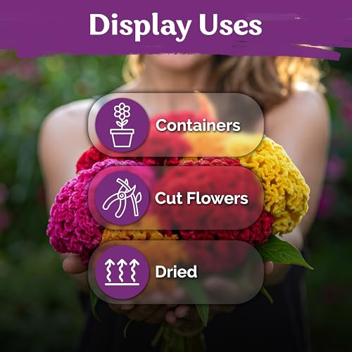 500 Dwarf Mix Cockscomb Heirloom Flower Seeds