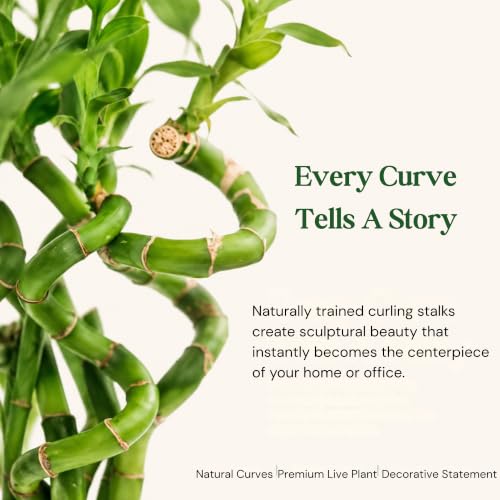 Lucky Bamboo Live Plant