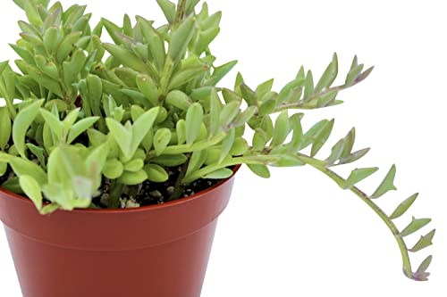 Live Succulent 4" String of Dolphins (4" / String of Dolphins)
