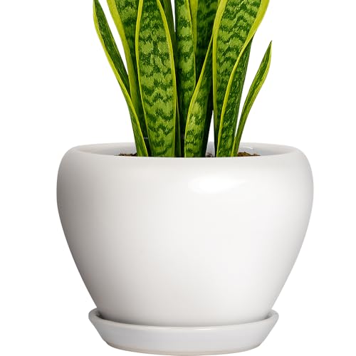 8 Inch Plant Pot