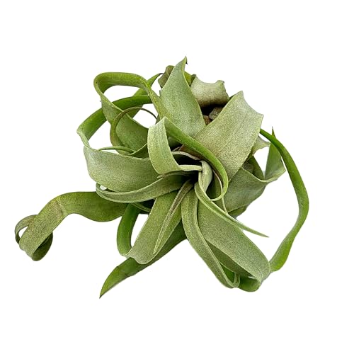 Live Air Plants (1 Pack / Large)