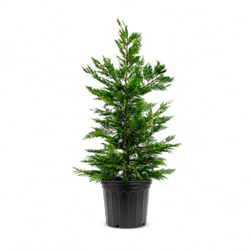 Leyland Cypress
