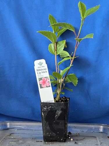 Pink Hibiscus Rosa (4 Count)