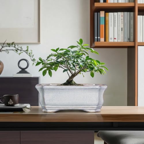 Ceramic Bonsai Planter (11 Inch / Rectangular Grey)
