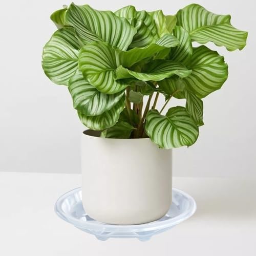 2 Pack of Plant Saucer 8 inch (8in*2 / Clear)