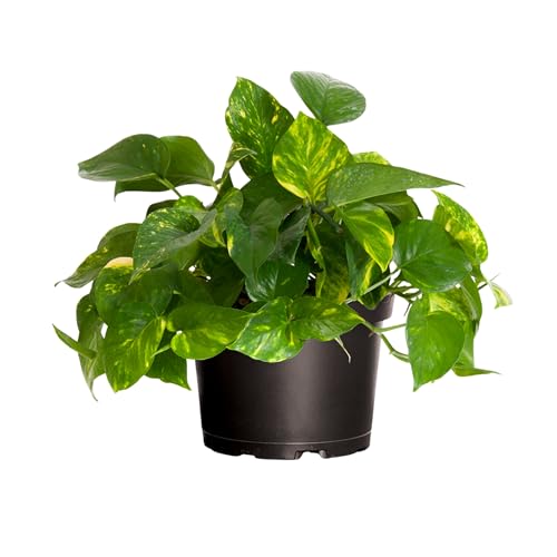 Golden Pothos Live Plant 10 (Plant Pot / 6-inch Plant Pot)