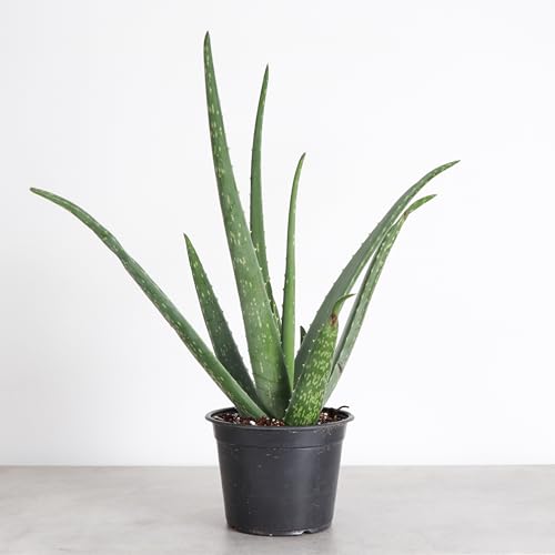 Live Aloe Vera Plant (Nursery Pot (6" Pot))
