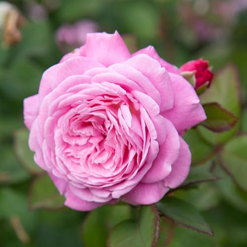 Heirloom Floribunda Roses (Parfuma Summer Romance)