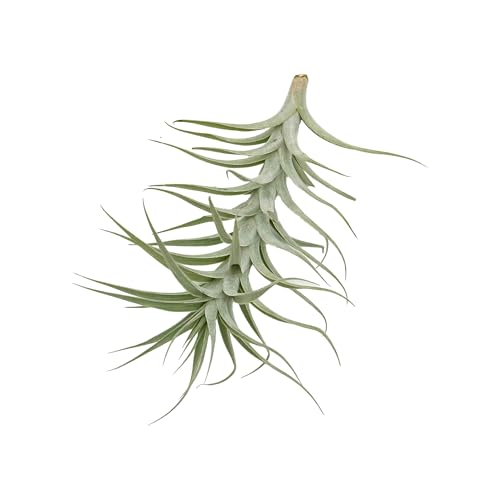 Live Air Plants (2 Count)