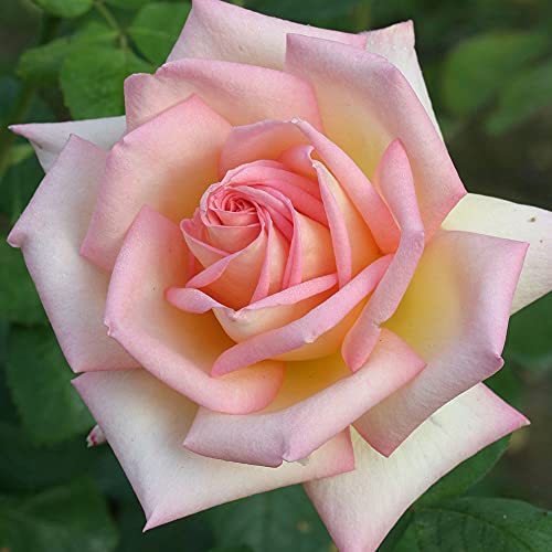Heirloom Hybrid Tea Roses (The Lady)