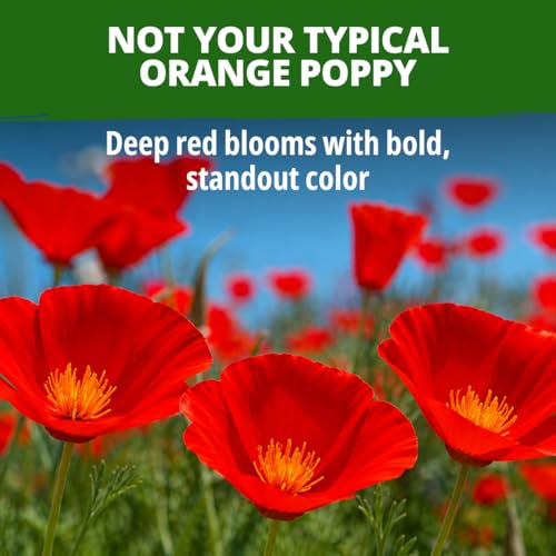 Red Chief California Poppy Seeds
