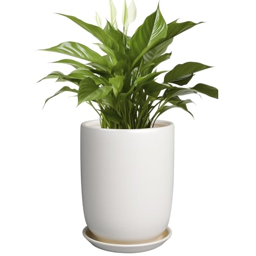 Plant Pot 8 Inch