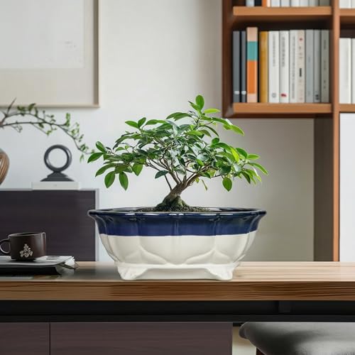 11 Inch Succulent Planters (11 Inch / Oval Beige-blue)