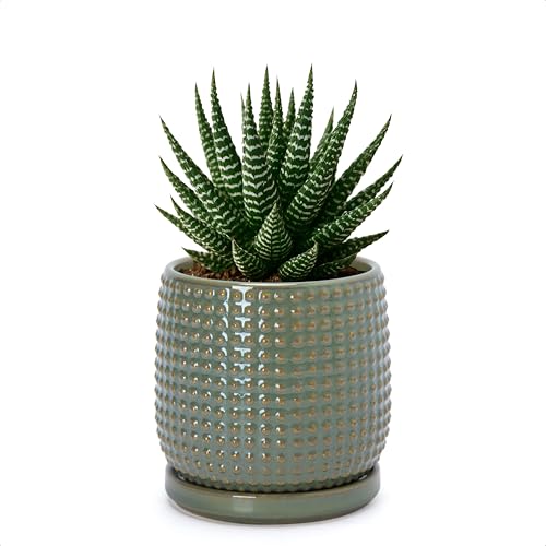 Beaded Ceramic Pot with Saucer (4.3 Inch / Olive)