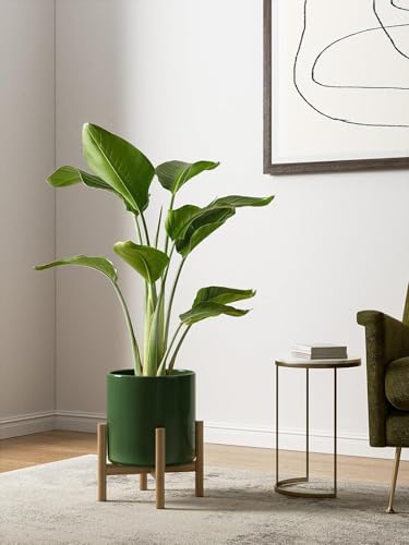 10+8+6 Inch Ceramic Pots for Plants (Bamboo Green)