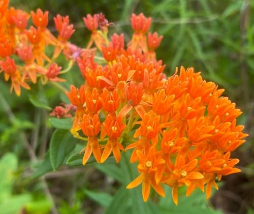 6 Butterfly Milkweed (6 Plants)