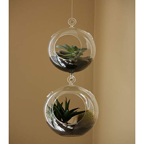 WGV Hanging Terrarium Globe (4" Double Hook)