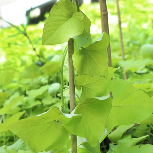 2ft Natural Bamboo Plant Stakes for Tomatoes (2FT 30PCS)