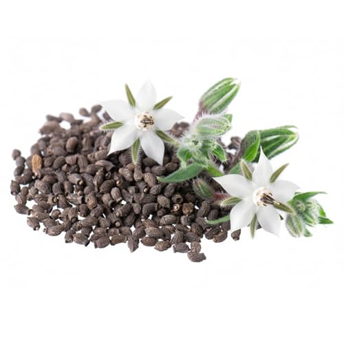 Herb Seeds to Plant White Borage Heirloom Non (2 Packs)