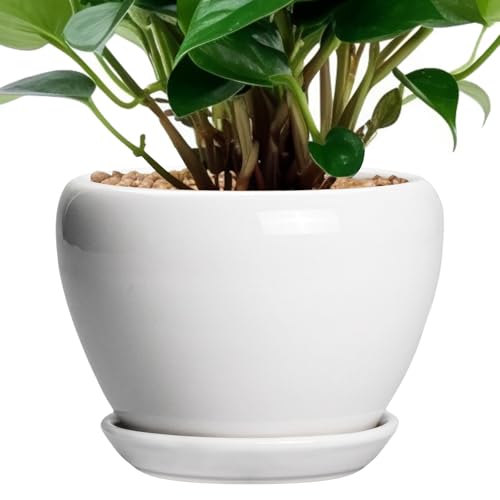 Ceramic Pot for Plants (6 Inch / Glossy White)