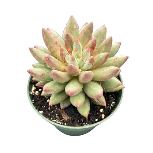 4" Rare Live Succulent Plants Echeveria 'Goldfish' ((reddish mint green) Echeveria 'Goldfish')