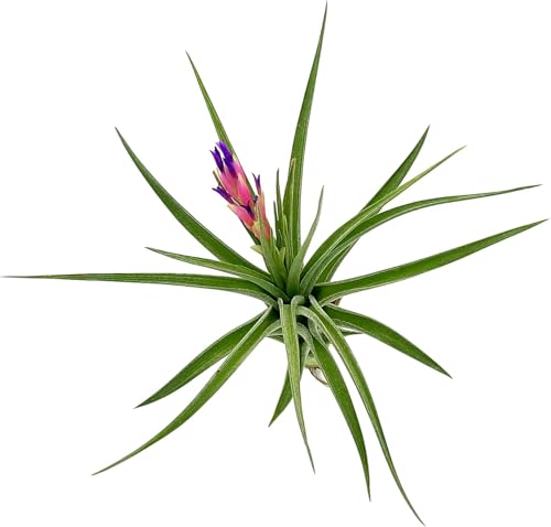 Air Plants Flowering Tillandsia Aeranthos (3 Pack / Aeranthos)