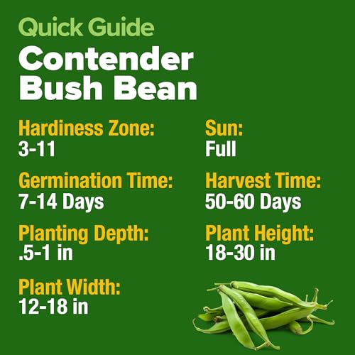 Contender Bush Bean Seeds