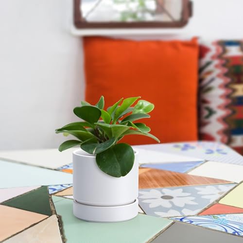 4 Inch Planter Pot with Drainage Hole & Saucer (4" (2 Pack) / Matte White)