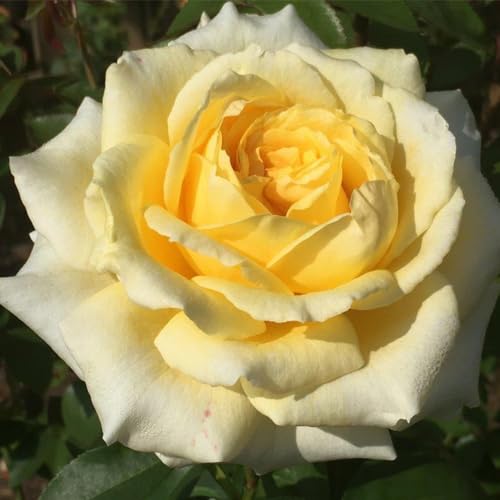 Heirloom Hybrid Tea Roses (Rosanna Jacobs)