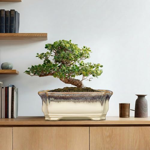 13.7 Inch Bonsai Planter (13.5 Inch / Rectangular Beige-brown)