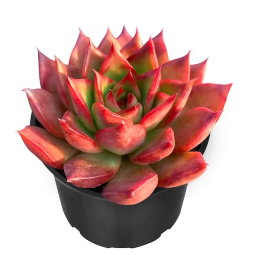 Echeveria Agavoides Wild Horse Live Succulent Plant (Echeveria Agavoides Wild Horse)