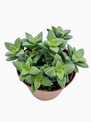 Live Succulent 4" Crassula Spring Time (4" / Crassula Spring Time)