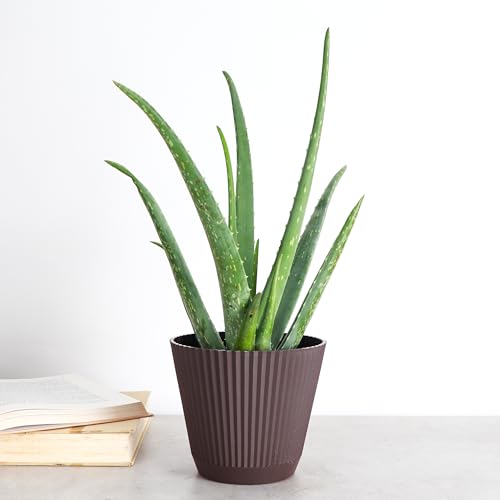 Live Aloe Vera Plant (Chocolate (6" Pot))