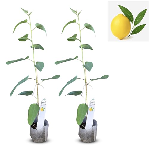 Lemon Eucalyptus (2 Count (Sac) / eucal-lemon)