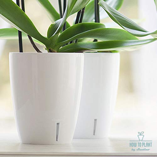 4.9 Inch ORCHIDEA Self Watering Pots for Orchids in Transparent